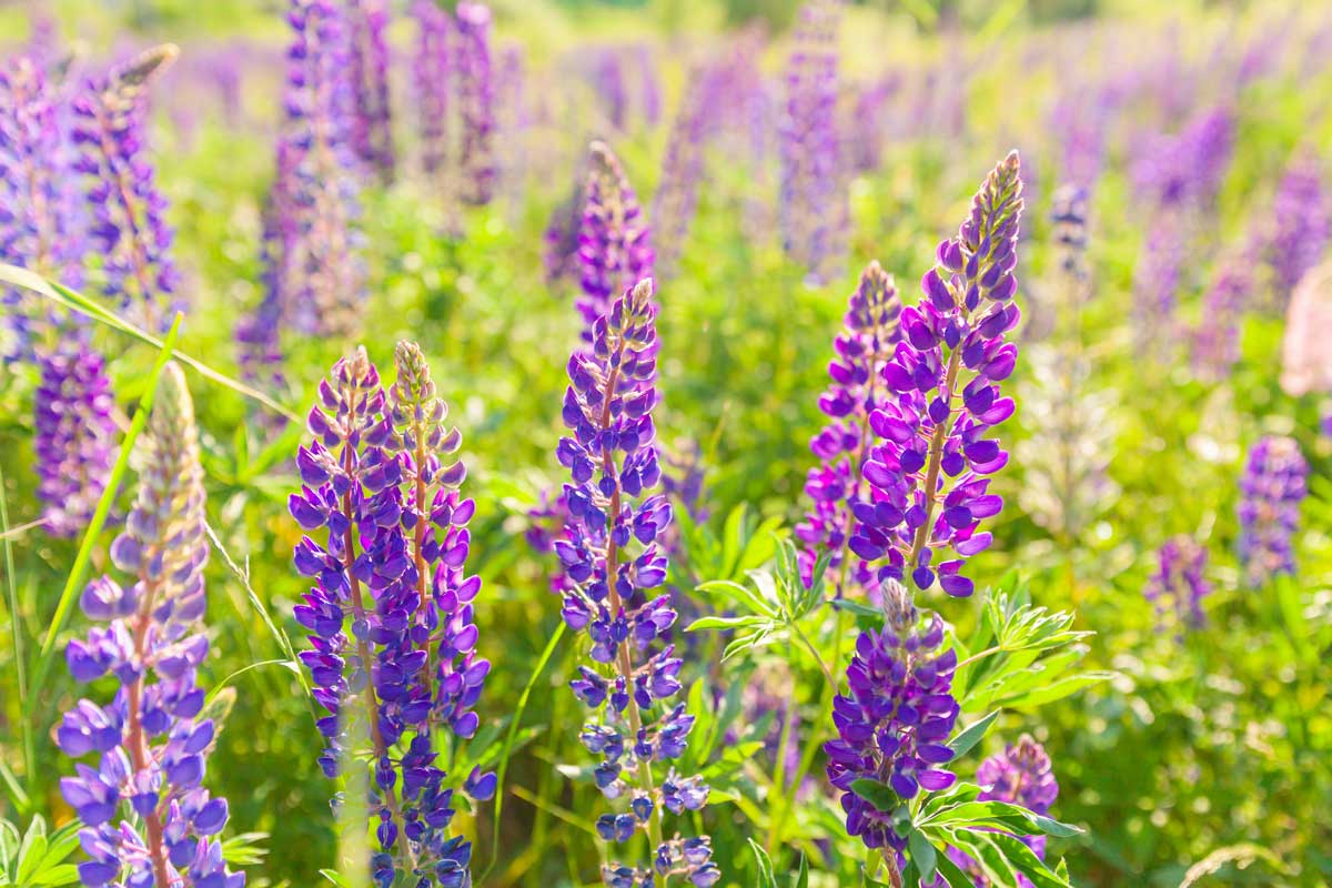 Lupina Fialově kvetoucí lupina mnoholistá rozkvétající na slunném záhonu.