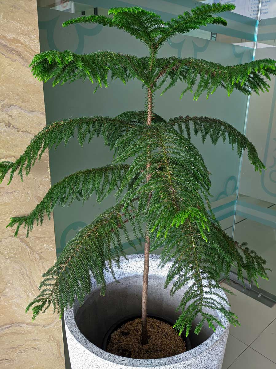 Aurakárie jako pokojová jedle: za dvacet let z malé rostliny vyroste výrazná dominanta interiéru.