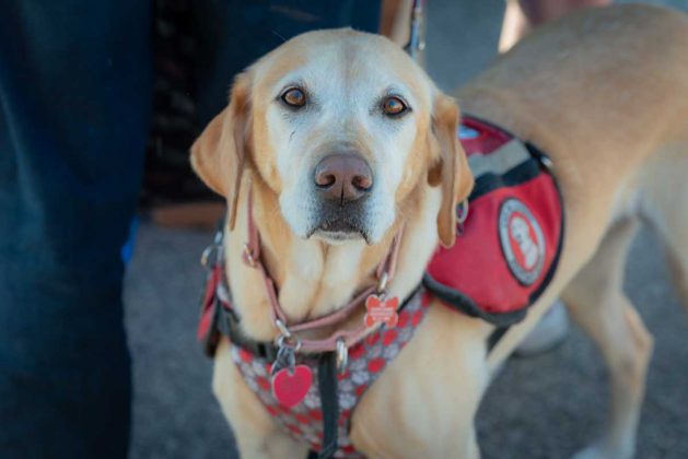 Zacítí kapku krve v objemu několika olympijských bazénů. Jak psí čich pomáhá odhalit rakovinu i Parkinsona
