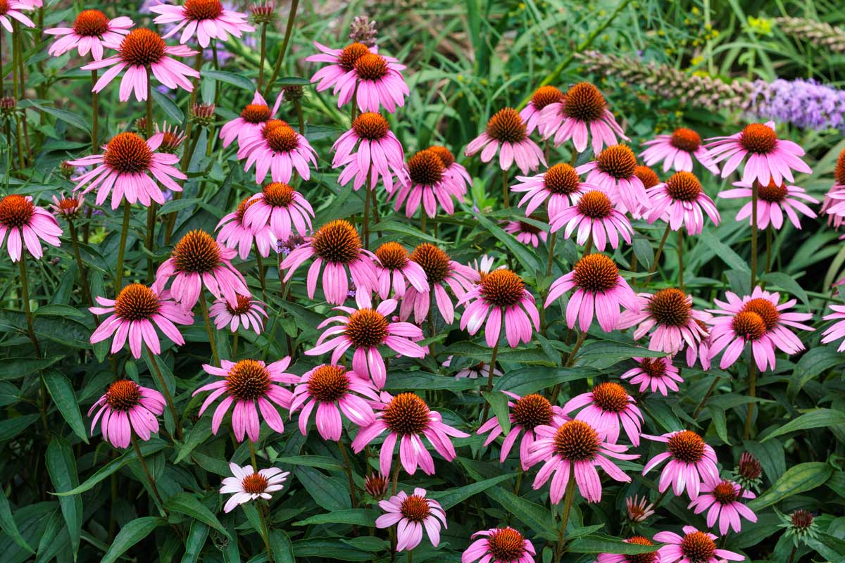 echinacea Růžově kvetoucí echinacea purpurová na slunném zahradním záhonu.