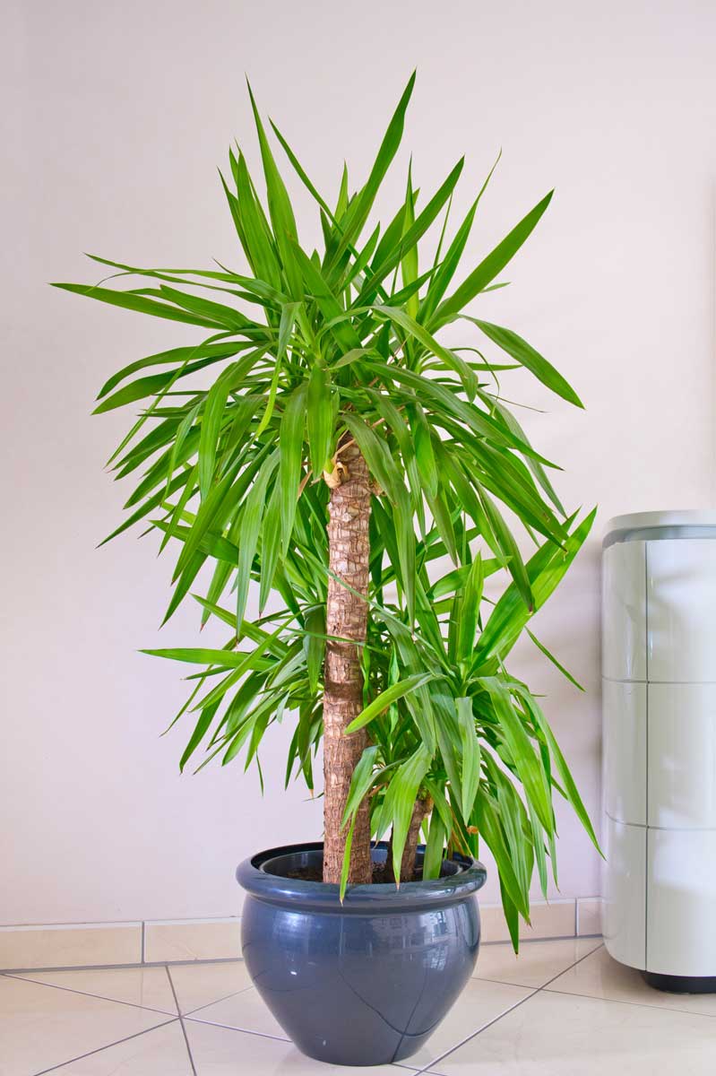 Juka obrovská: suchovzdorná pokojová rostlina, která snese i přímé slunce a lze ji zmladit řezem.