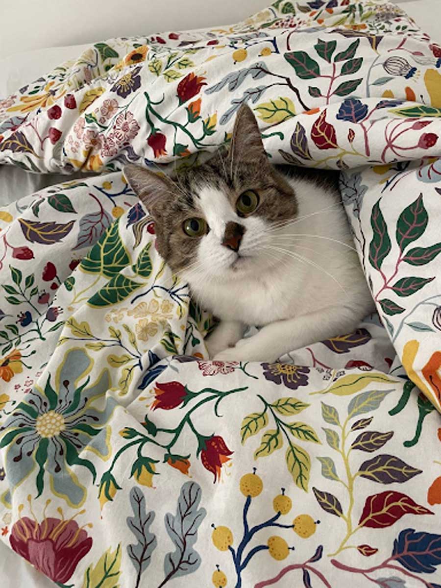 Kočka leží zachumlaná pod peřinou a dívá se směrem k objektivu.