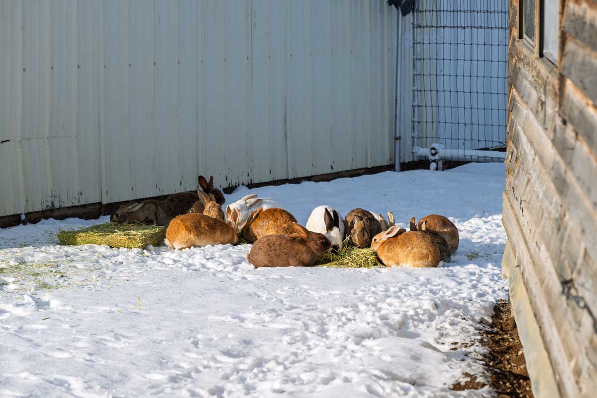 Králíci ve venkovním výběhu na sněhu během zimy, kdy jsou méně aktivní a potřebují více sena a energie.
