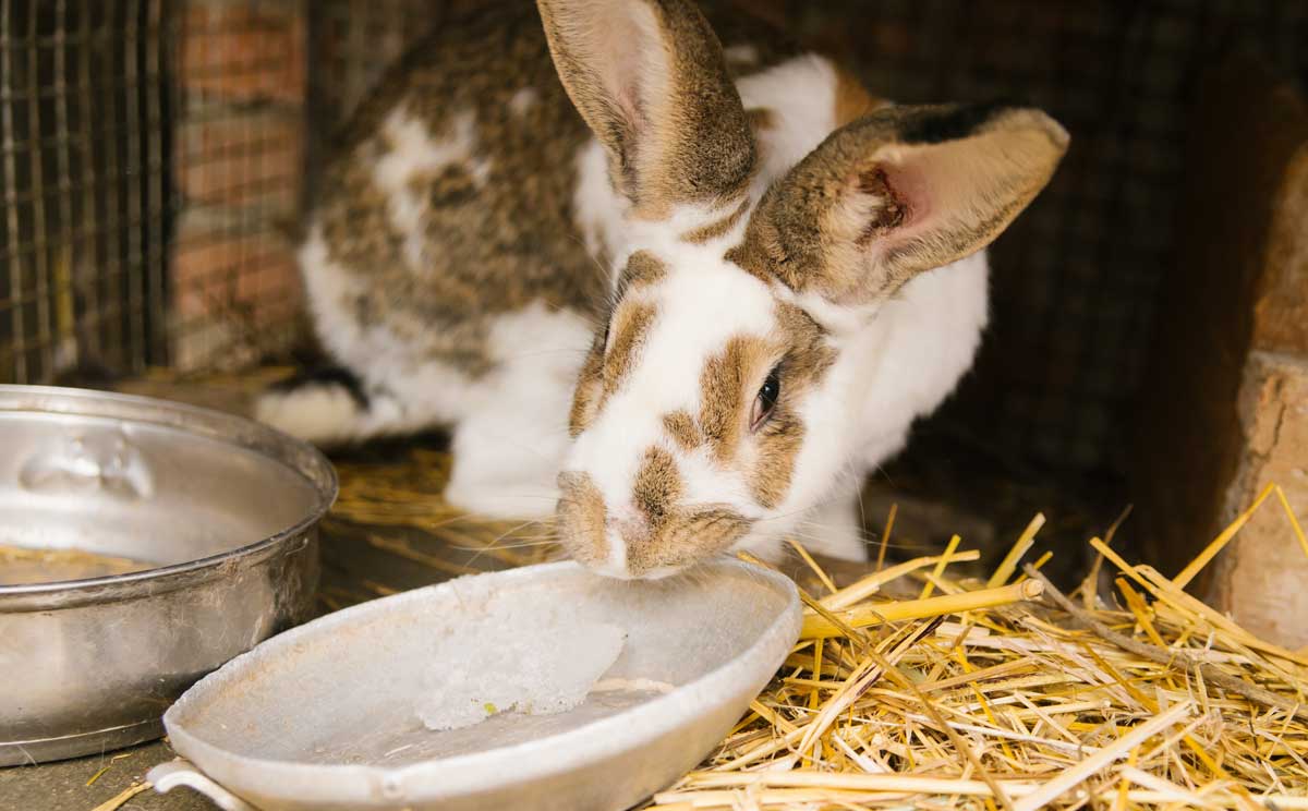 Králík v zimním kotci u misky s krmivem a senem, kdy potřebuje více energie a kvalitní výživu.