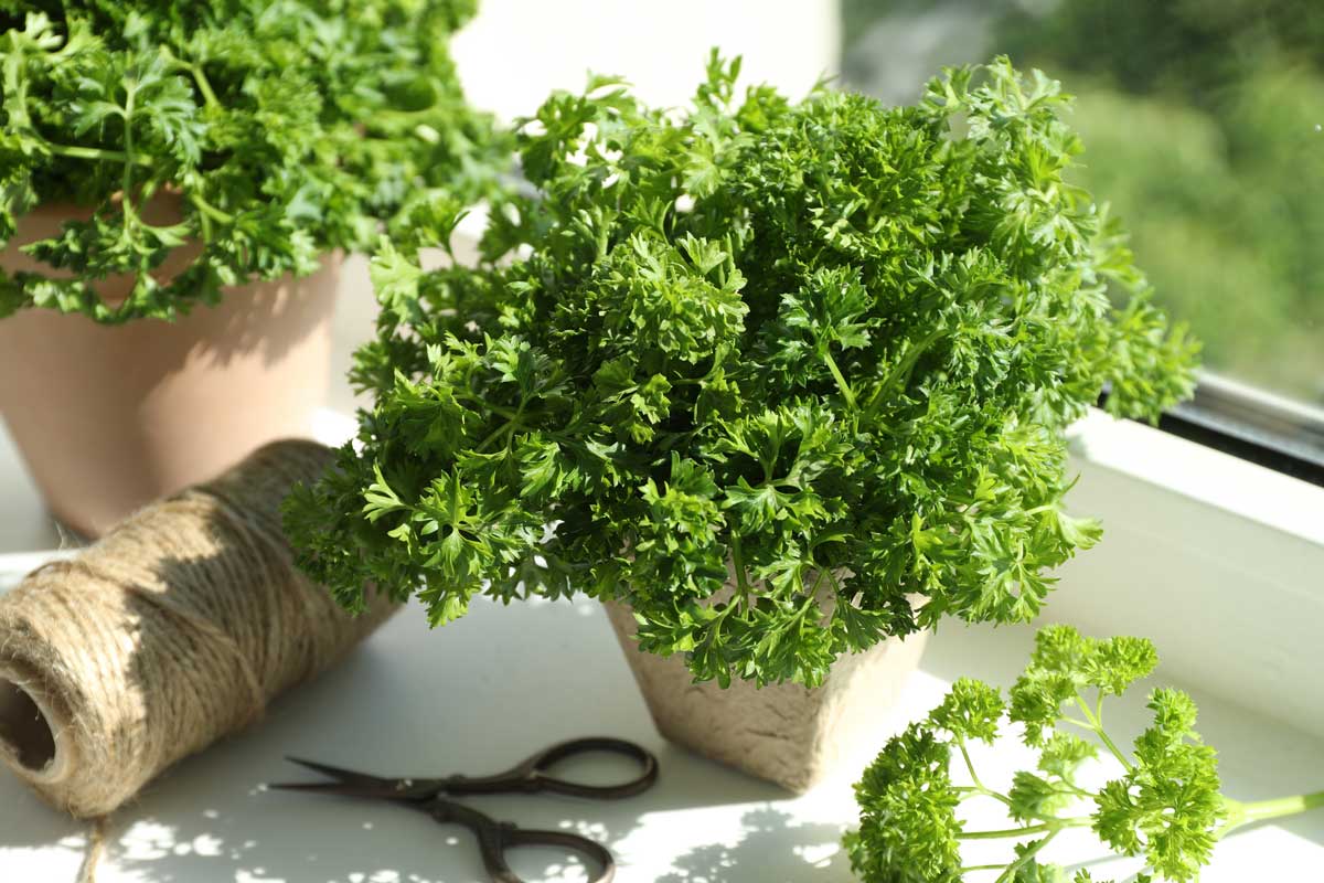 Kadeřavá petržel pěstovaná v květináči na okenním parapetu.