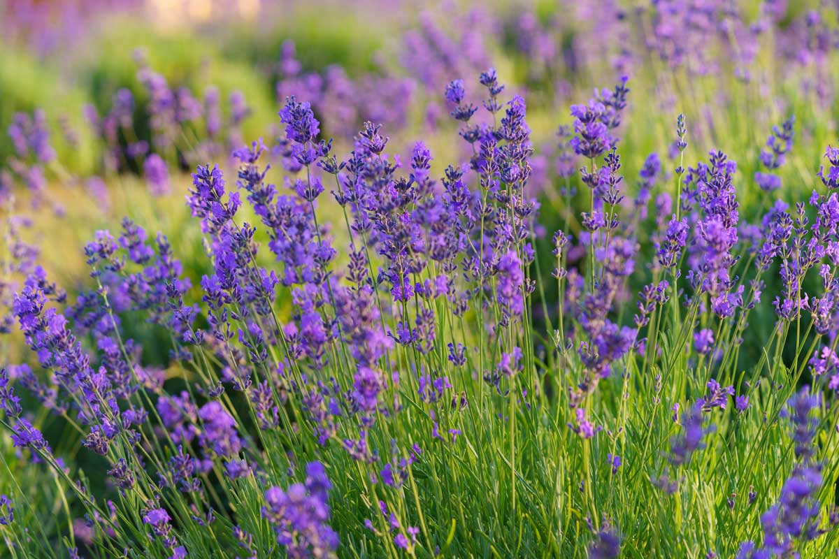 levandule Hustý trs levandule lékařské s fialovými klasy v letní zahradě.