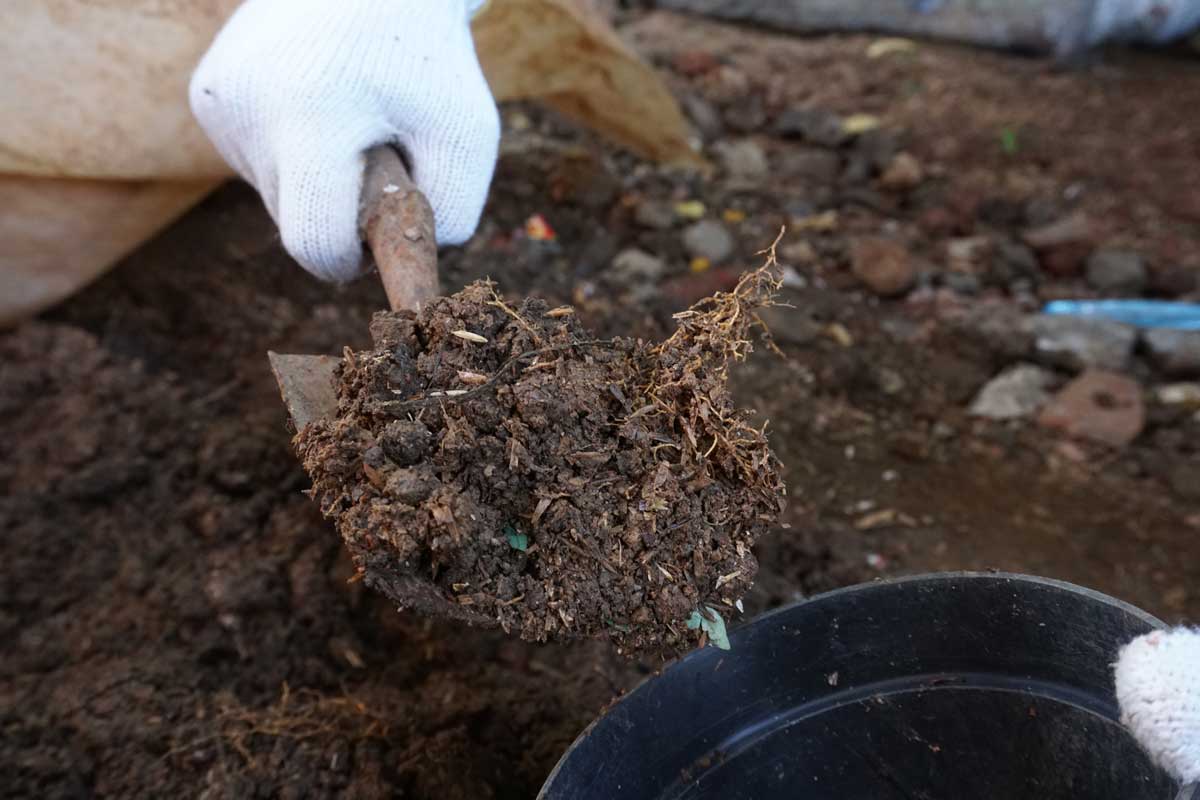 Nabírání vyzrálého kompostu při přípravě půdy metodou bez rytí