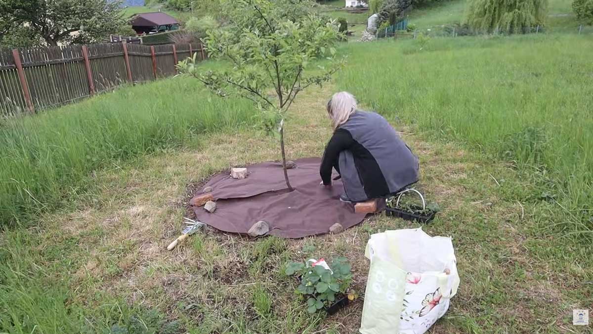 Zakrytí půdy textilií usnadnilo péči o výsadbu a připravilo místo pro první jahodové záhony.