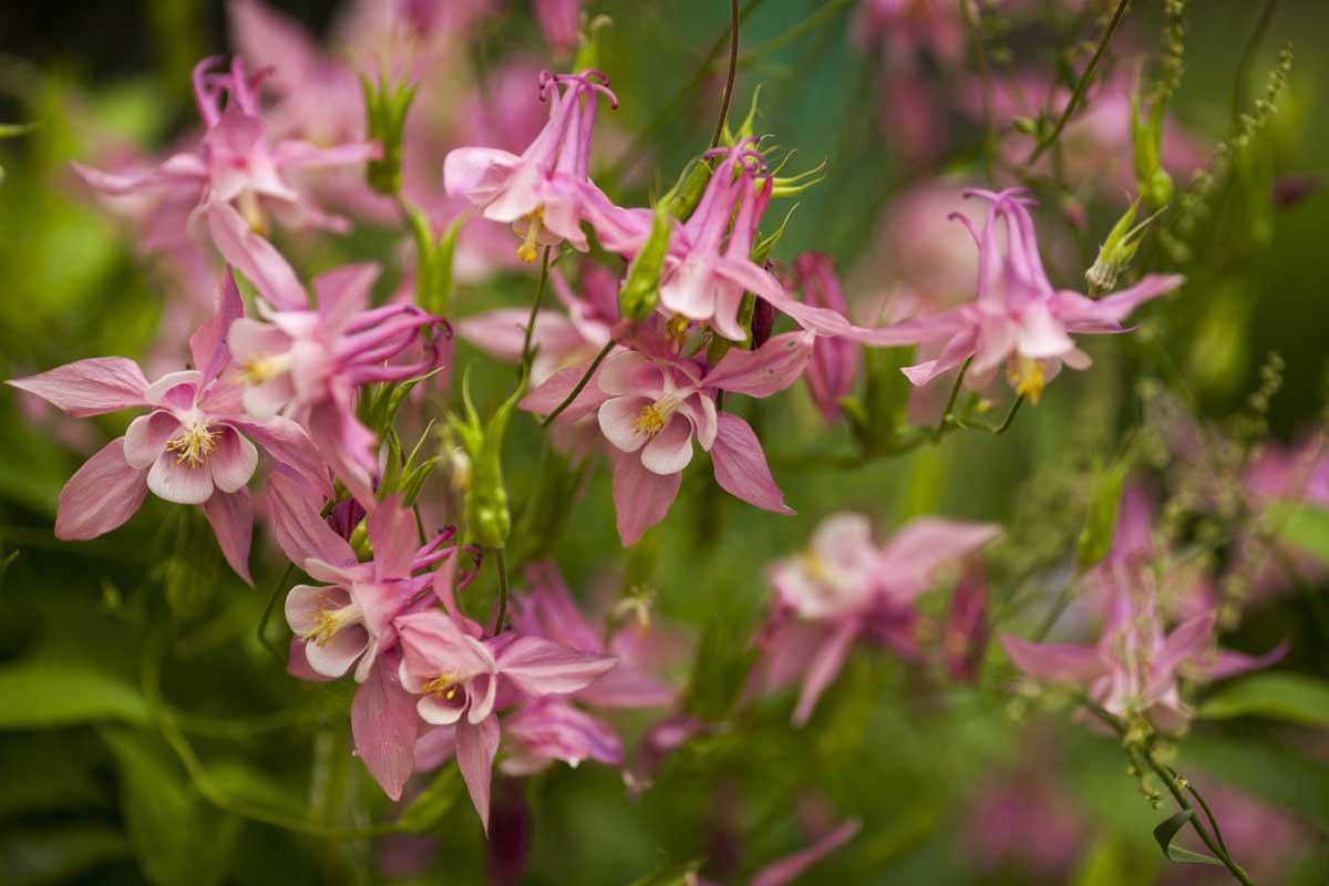 orlicek Jemné růžové květy orlíčku rozkvétající na zahradním záhonu.