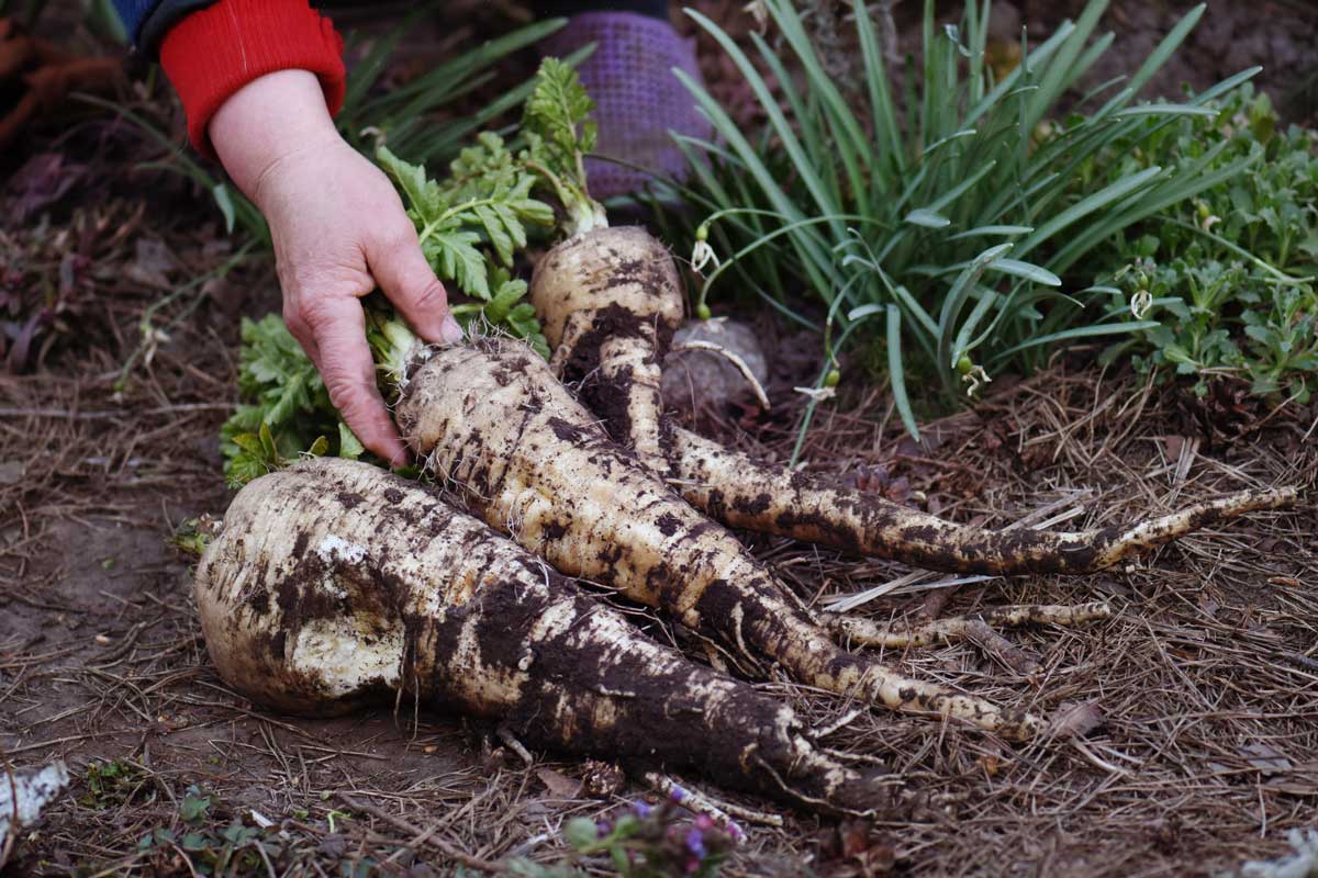Mohutné kořeny pastináku vytažené ze země pro srovnání s petrželí.