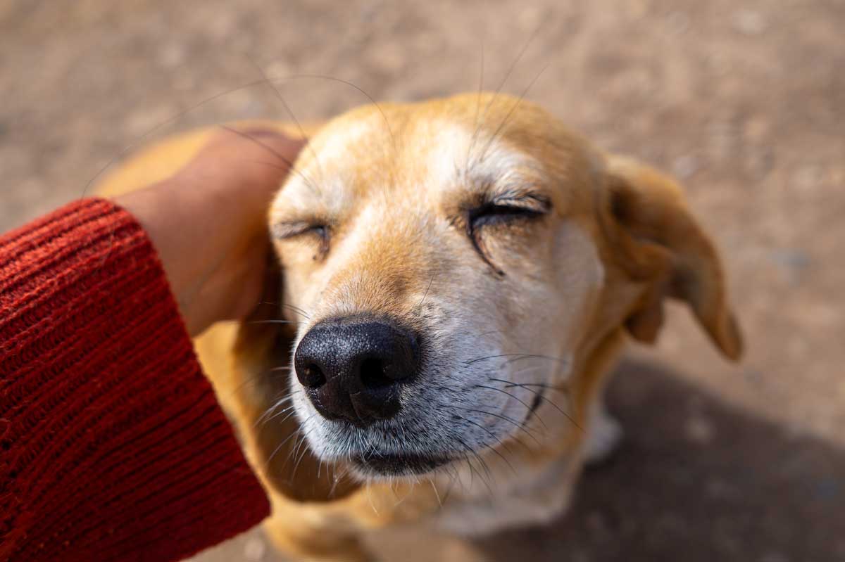 Někomu jsou zvířata ukradená, pro jiného jsou životní láskou. Čím to je? Vědci přichází s překvapivým vysvětlením