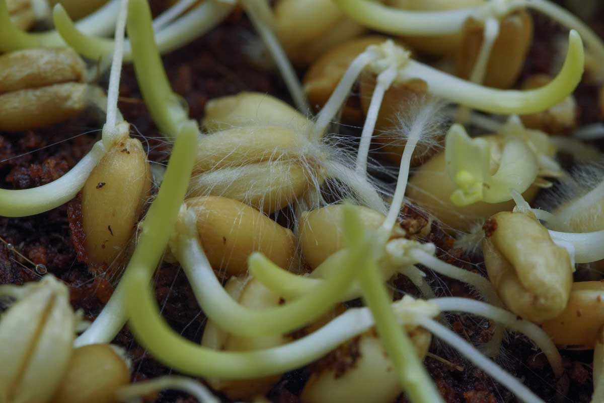 Plíseň na klíčících semínkách v přemokřeném substrátu, která je častou příčinou neúspěšného výsevu.