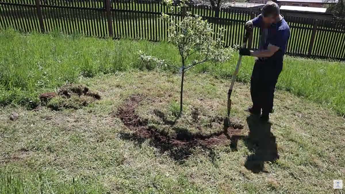 Pečlivá příprava půdy byla základem pro budoucí výsadbu i zdravý růst stromů a keřů.