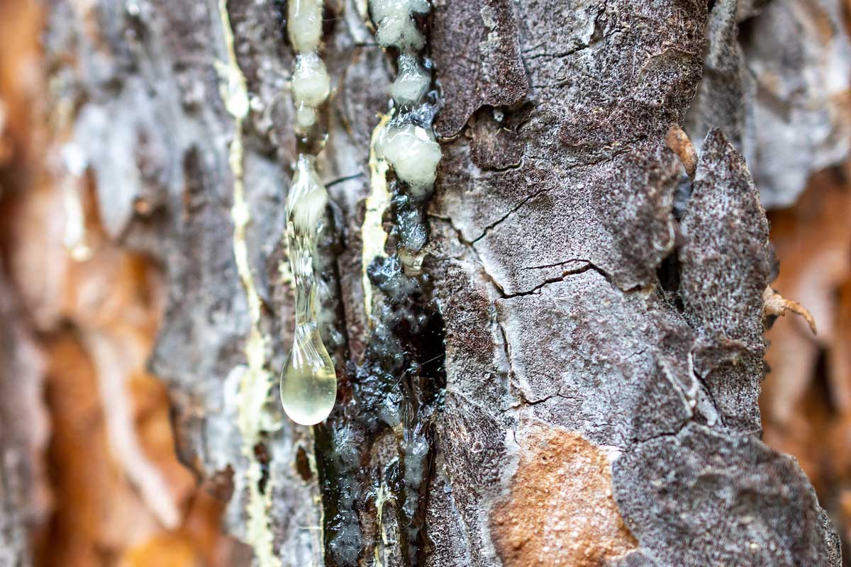 I v zimě lze v přírodě sbírat léčivé suroviny. Pryskyřice a jehličí pro domácí použití