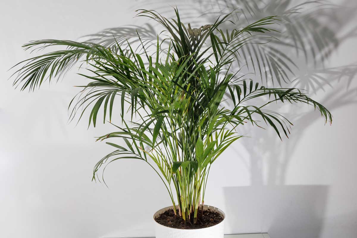 rajska palma Rajská palma: oblíbená pokojová palma, která snese přistínění a při dobré péči dorůstá kolem dvou metrů.