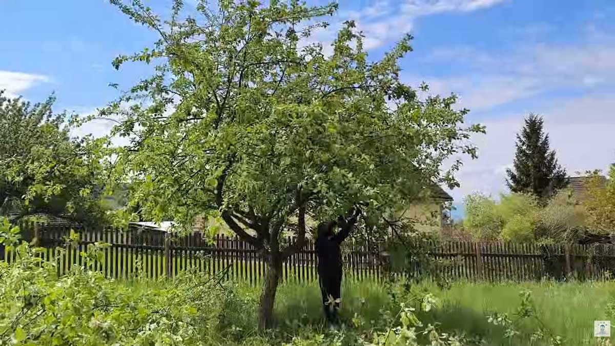 Muž provádí jarní řez vzrostlé jabloně a odstraňuje přebytečné větve, aby podpořil zdravý růst a budoucí úrodu.