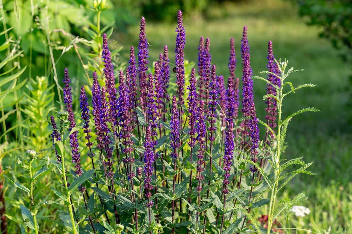 Trvalky určené k řezu nebo jako půdopokryvné druhy obohatí zahradu nejen barvou, ale i strukturou.