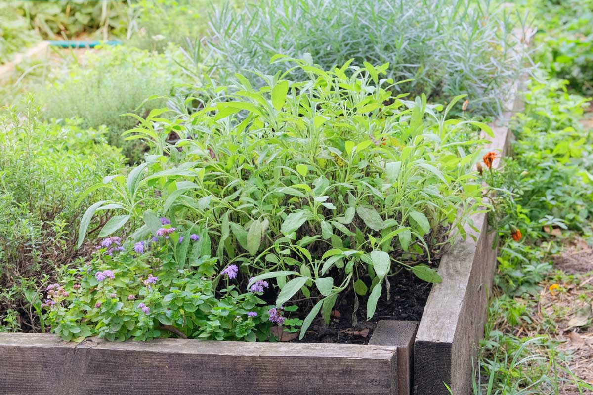 Záhon se šalvějí a dalšími bylinkami v dobře propustné půdě, která pomáhá předcházet přemokření a hnilobě kořenů.