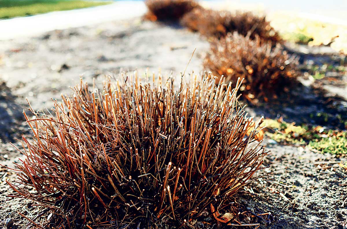 Zpětný řez letních okrasných keřů na začátku vegetace pro podporu bohatého kvetení