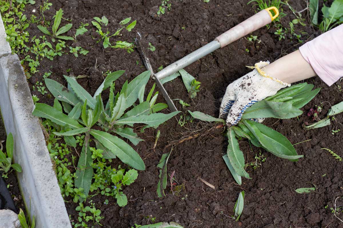 Ruční pletí plevele na záhonu patří k běžné péči o zahradu, ale ne každá rostlina musí pryč.
