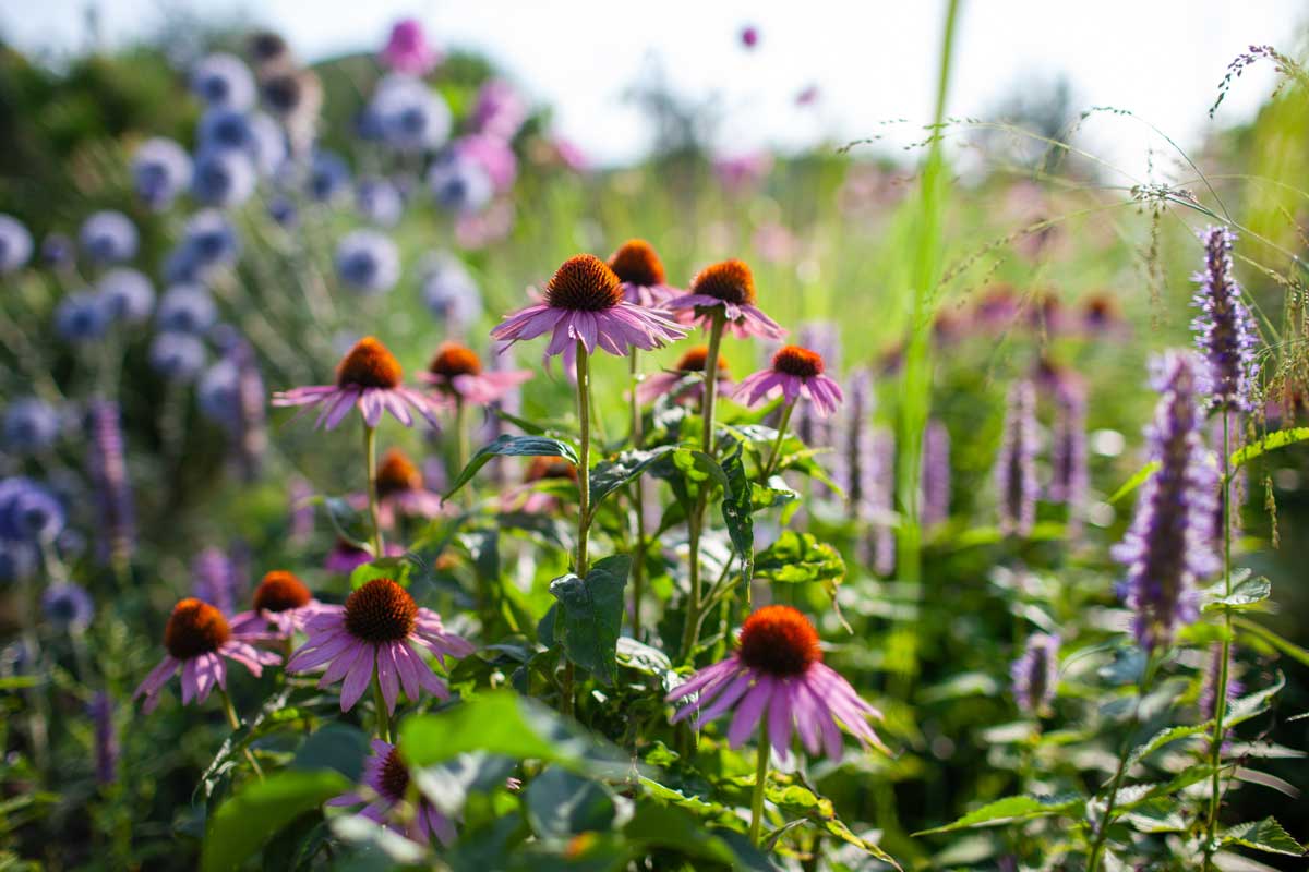 Od semínka k záhonu: Jak vypěstovat silné trvalky a 4 osvědčené druhy do každé zahrady