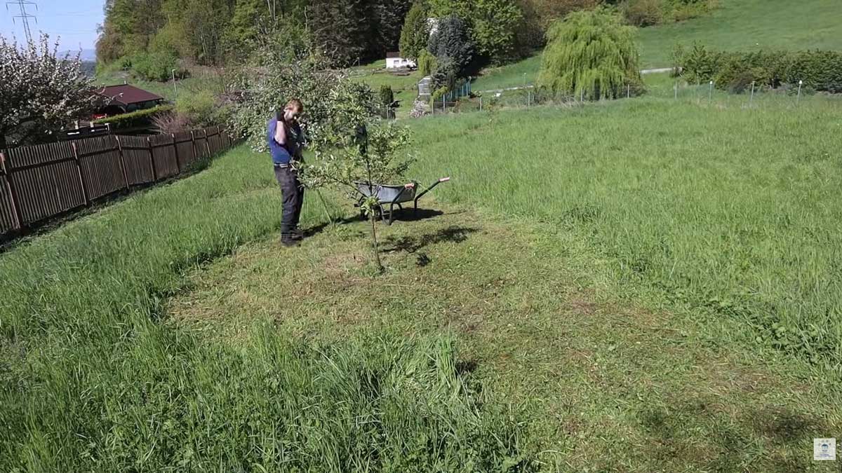Pravidelná péče o mladé stromky pomohla vytvořit zdravý základ budoucí zahrady.