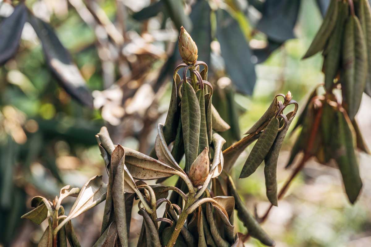 Rostlina přežila zimu, ale na jaře usychá. Co je příčinou a jak tomu zabránit?