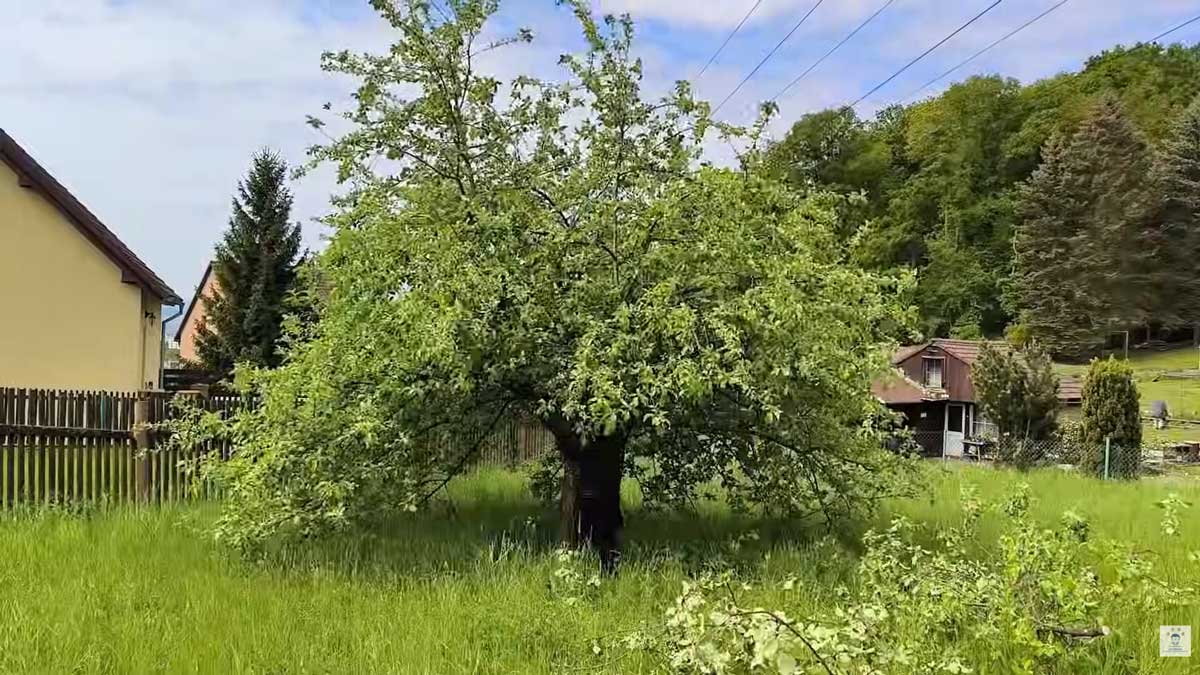 Staré ovocné stromy byly klíčovým prvkem zahrady a zasloužily si odbornou péči a prosvětlení koruny.
