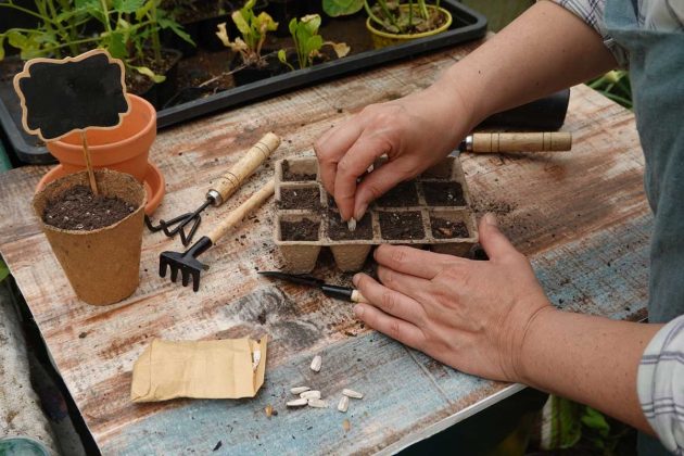 Naši předci věděli, jak na zdravé klíčení. Heřmánkový čaj semínka ochrání i probudí k životu