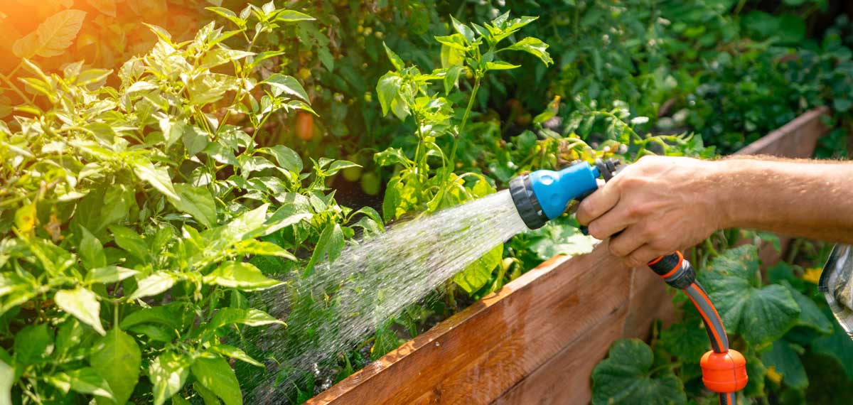Zalévání zeleniny na zahradě během letních měsíců je důležité, ale příliš častá zálivka rostlinám neprospívá.