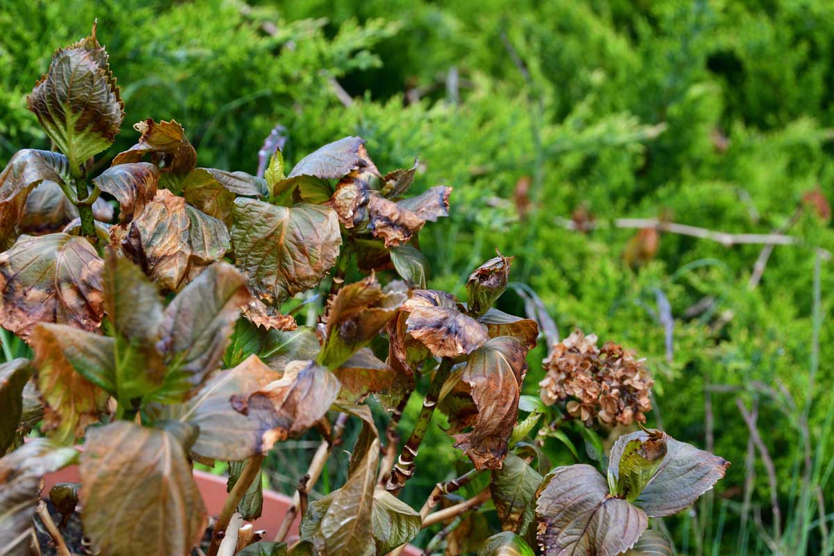 Hortenzie s hnědými a zasychajícími listy poškozenými pozdním jarním mrazem, který zasáhl nové výhony.