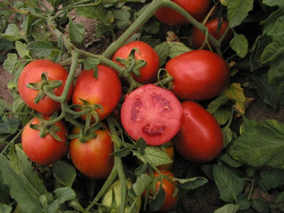 Jaké rajče vybrat pro výsev? Tyhle odrůdy zvládnou balkon i záhon a nezklamou chutí ani výnosem