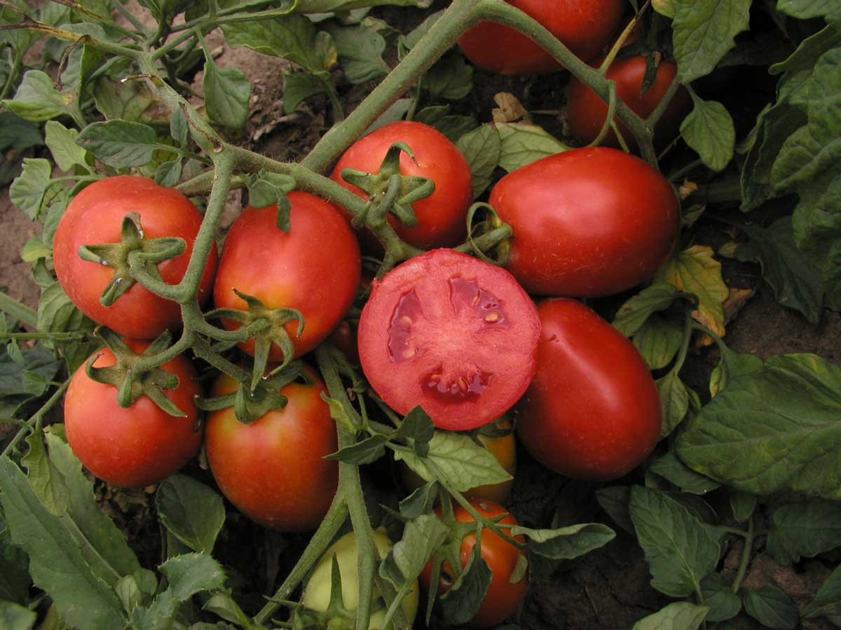 Jaké rajče vybrat pro výsev? Tyhle odrůdy zvládnou balkon i záhon a nezklamou chutí ani výnosem