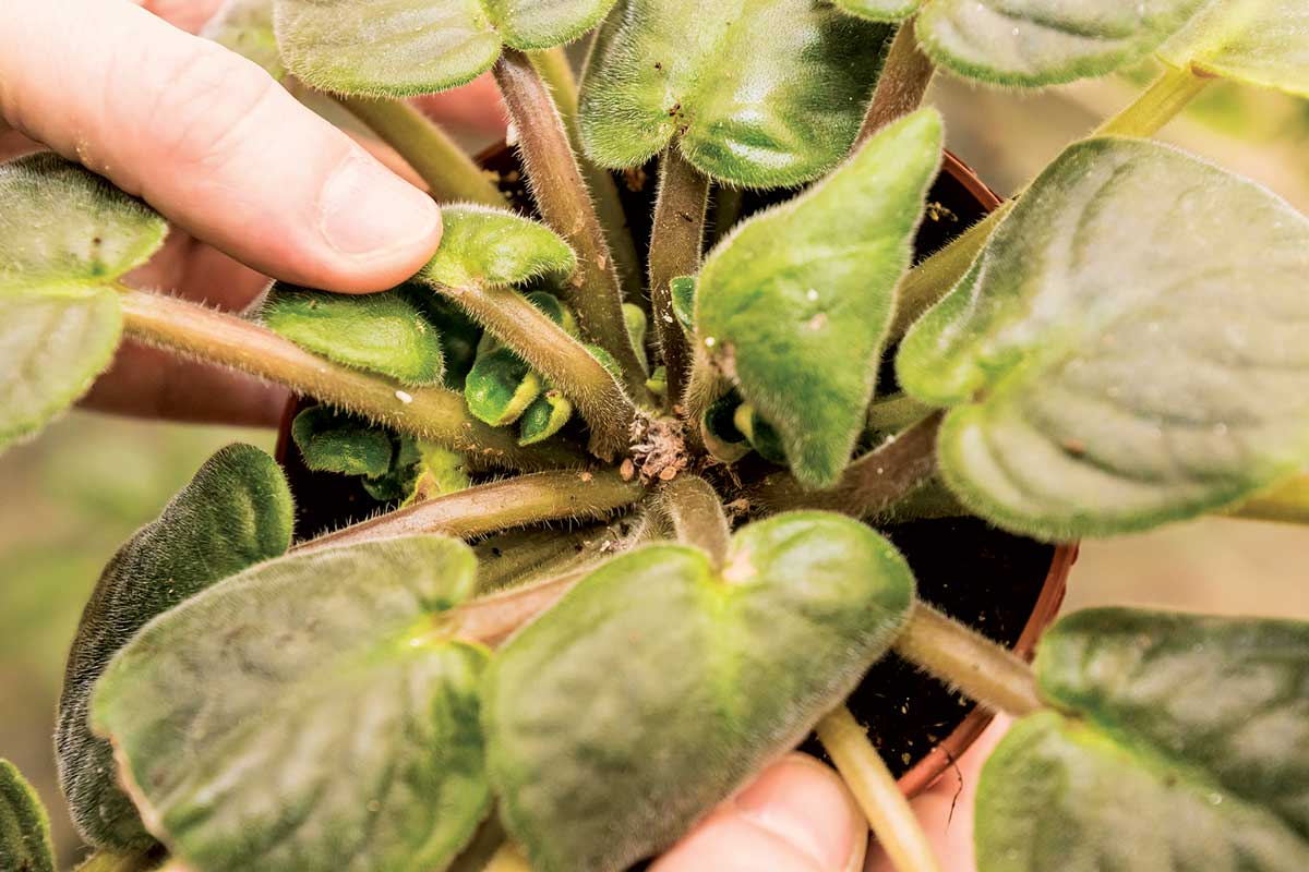 Zahnívání středu rostliny může vzniknout pokud se voda dostane do listového srdíčka.