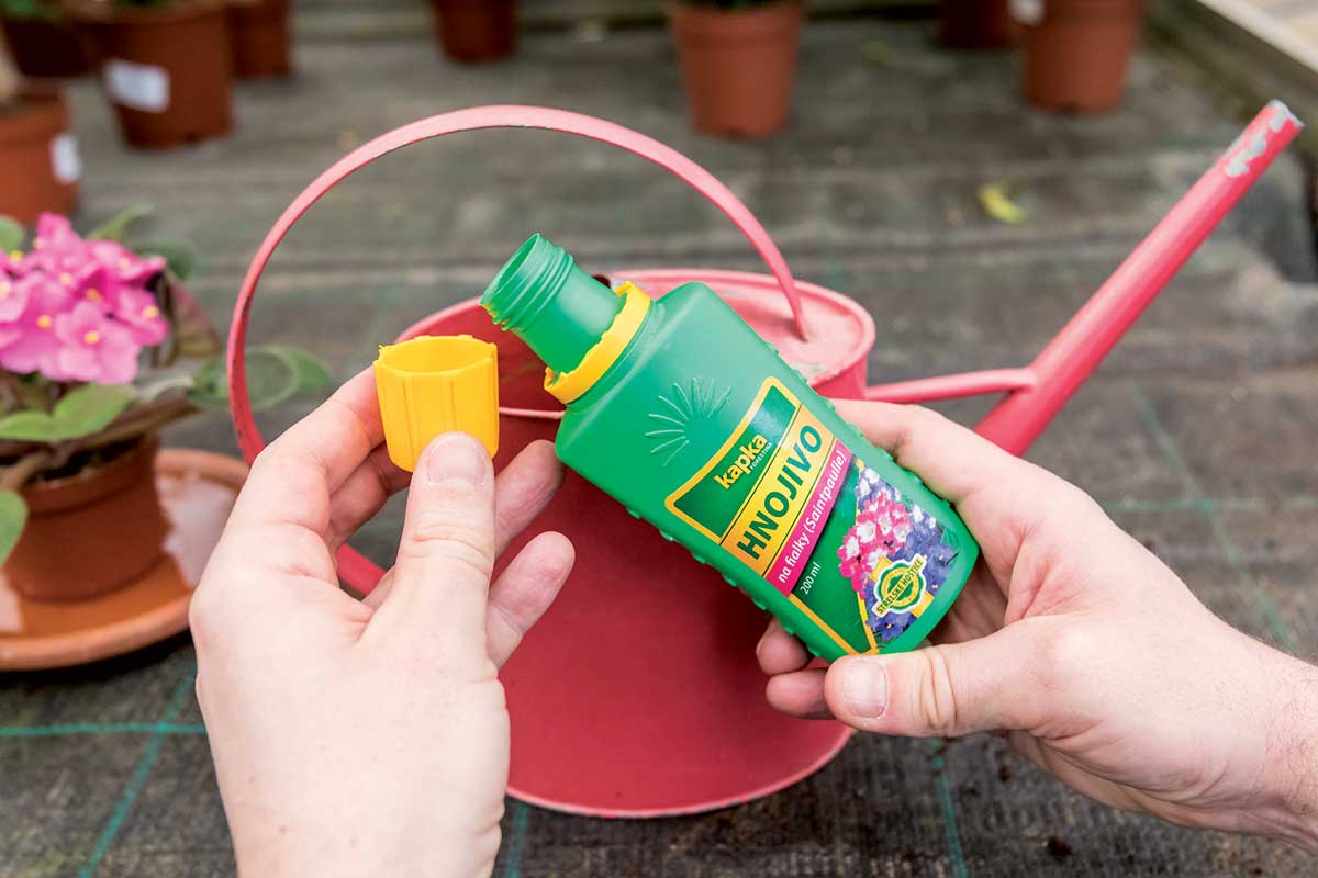 Hnojivo pro africké fialky pomáhá podpořit jejich růst a bohaté kvetení.