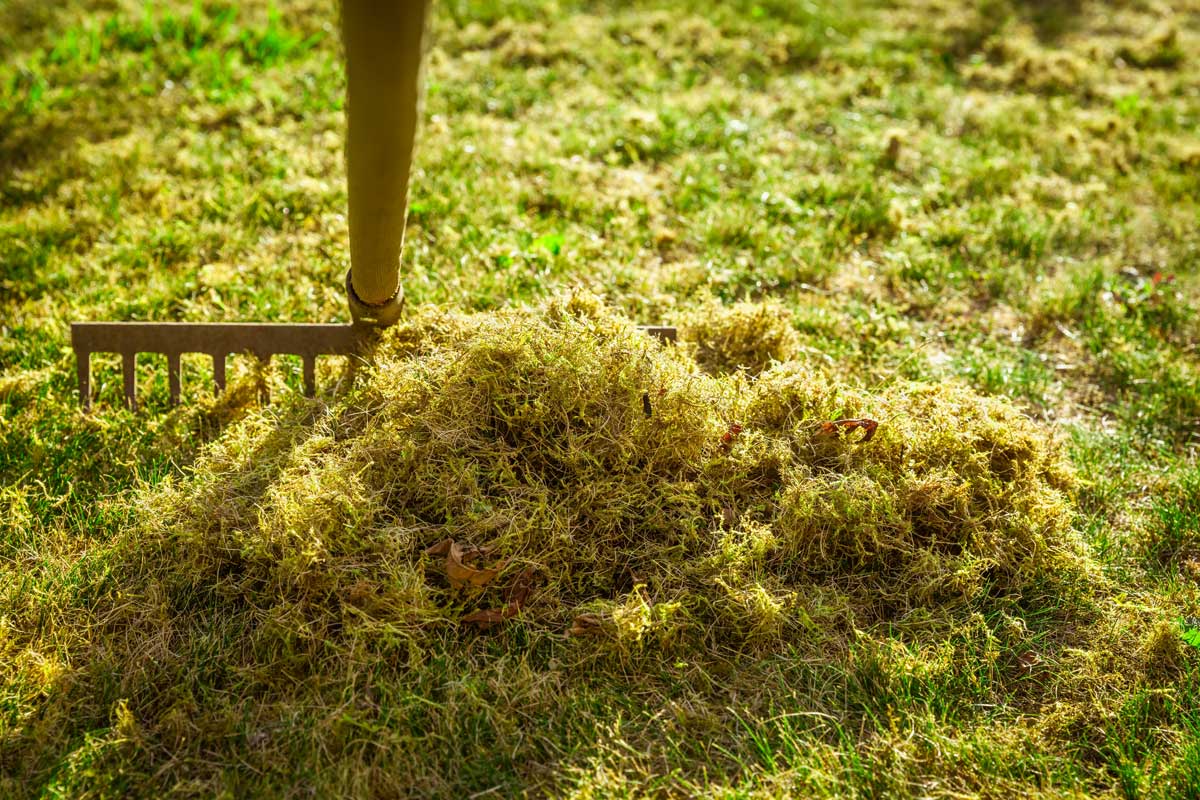 Odstraňování mechu a staré trávy z trávníku pomocí hrábí