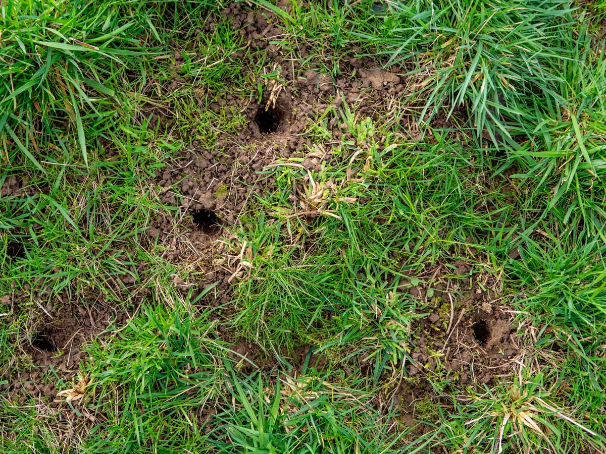 Nory hrabošů v trávníku na zahradě