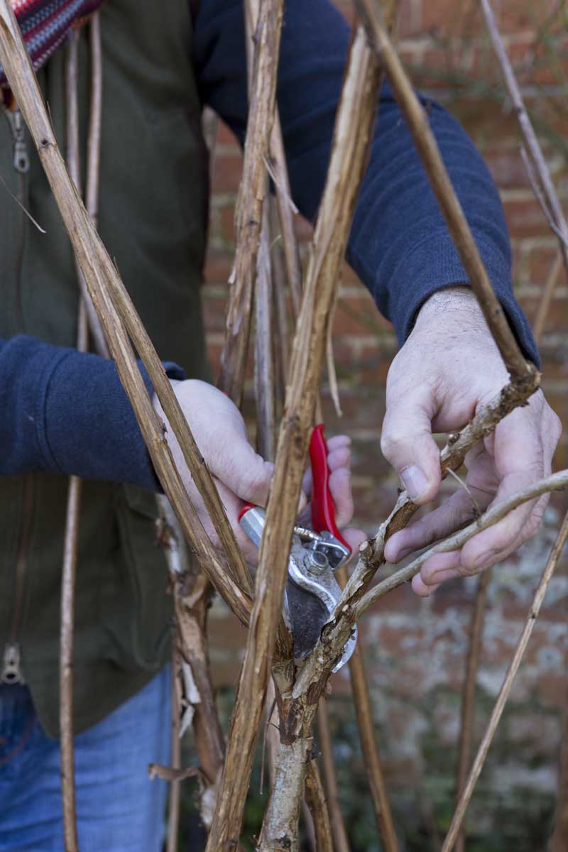 Zahradník provádí jarní prosvětlovací řez okrasného keře zahradnickými nůžkami