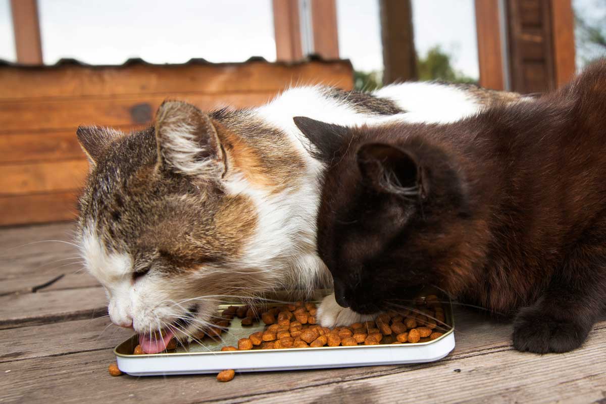 lososove pamlsky pro kocky Kočky si pochutnávají na pamlscích s rybou a tuňákem