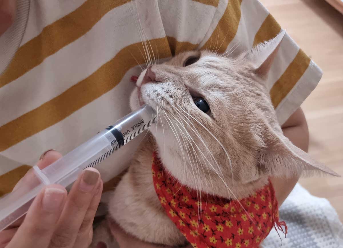 Kdy odčervit psa, kočku nebo koně na jaře? Mnoho chovatelů to dělá příliš pozdě