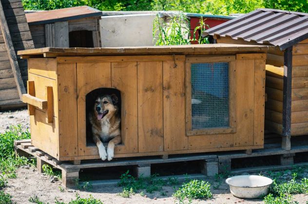 Smrdí vám pes? Možná za to nemůže on, ale tichý zabiják v jeho boudě. Jarní očista, která mu zachrání plíce