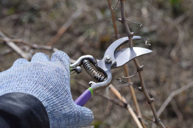 Jarní řez okrasných dřevin: Tyto keře stříhejte do poloviny března, aby bohatě kvetly