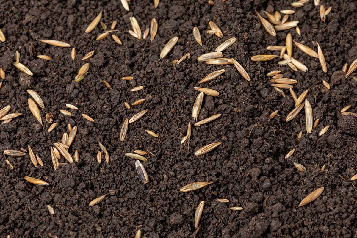 Výsev travního semene do půdy při dosévání holých míst v trávníku