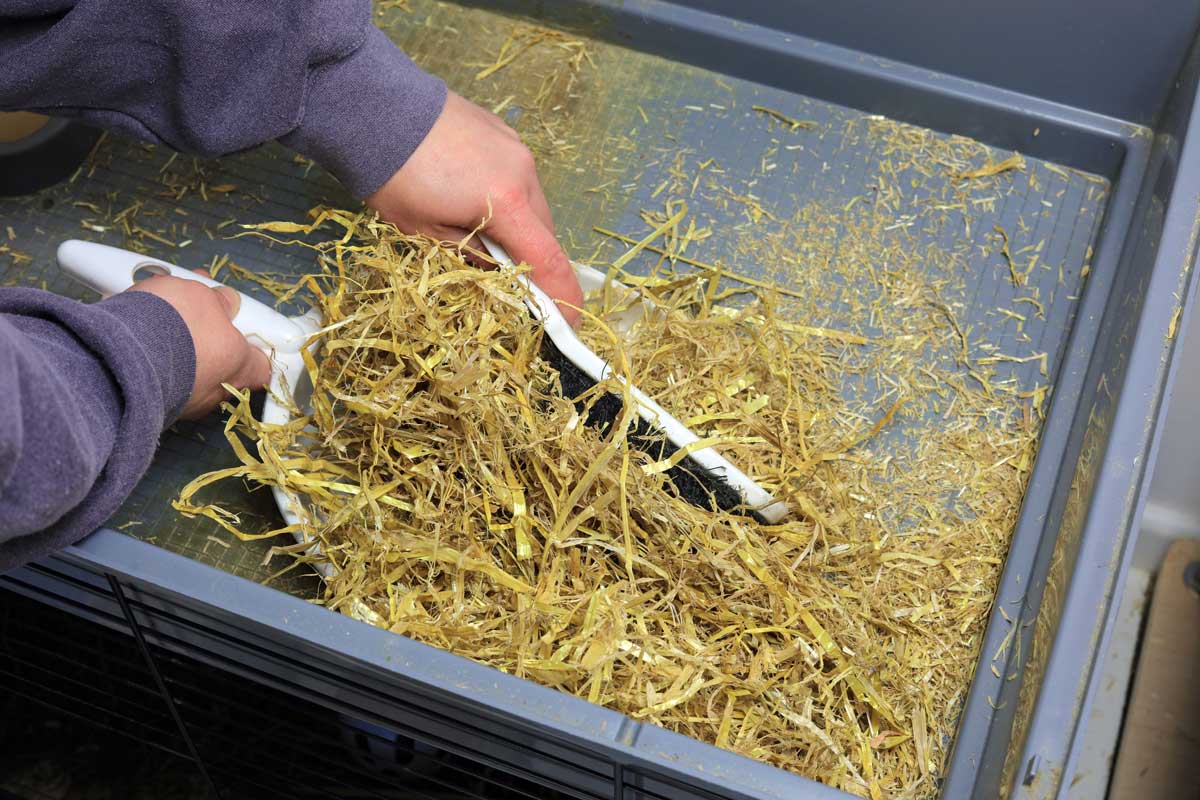 stara slama v boude Odstraňování staré slaměné podestýlky z psí boudy při jarním úklidu.