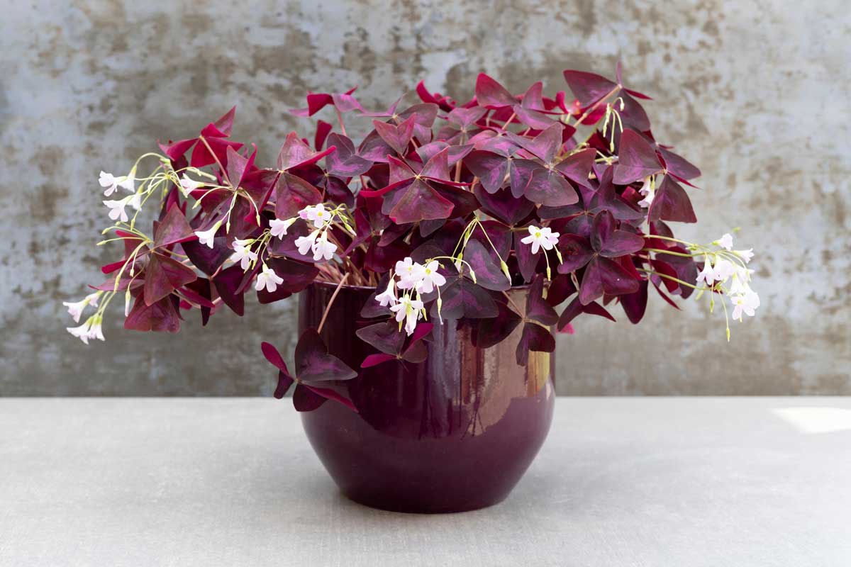 Večer sklápí listy a ráno se znovu otevře. Šťavel trojhranný je nenáročná pokojovka, která vydrží roky