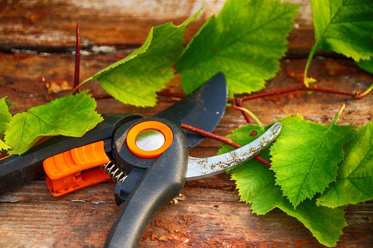 tupe naradi Tupé zahradní nůžky trhají větve a poškozují rostliny při řezu.