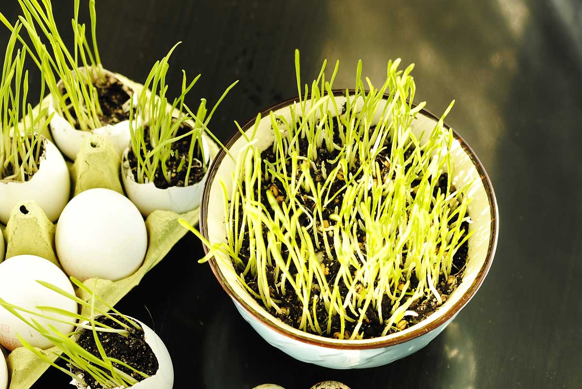 velikonocne oseni Klíčící velikonoční osení v miskách a skořápkách během prvních dní růstu