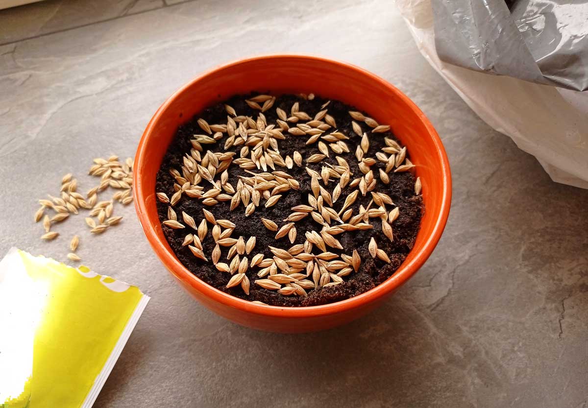 velikonocne oseni seti Výsev velikonočního osení do misky se substrátem a rovnoměrně rozprostřenými semínky