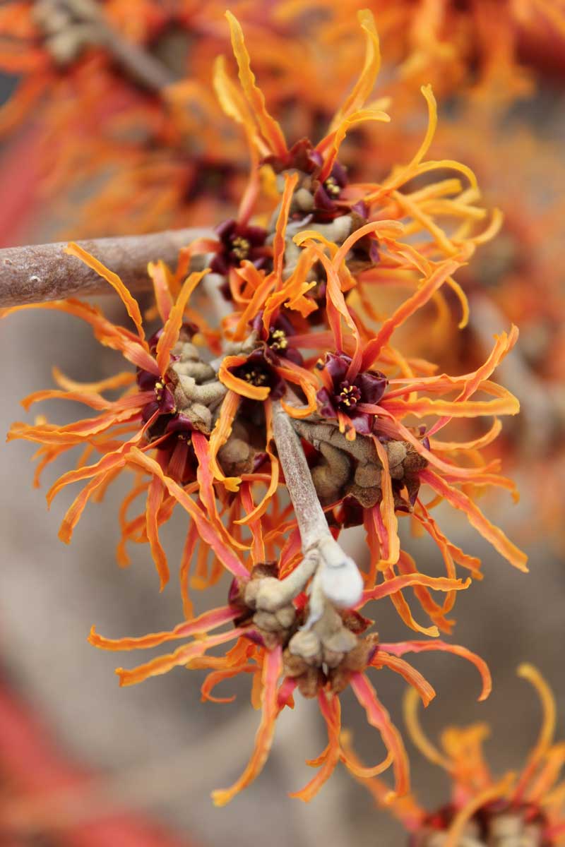 Vilín prostřední Aphrodite s měděně zbarvenými vlnitými květy a jemnou vůní v zimní zahradě