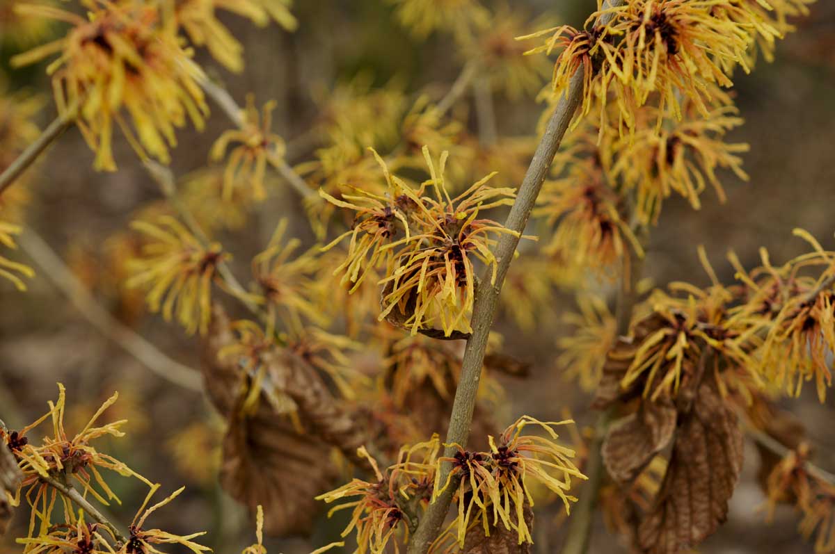 Vilín prostřední Aurora s velkými květy ve žlutých a oranžových odstínech, které se rozvíjejí na konci zimy